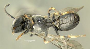 Media type: image;   Entomology 610156 Aspect: habitus ventral view